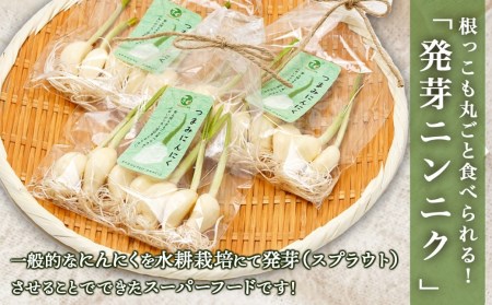 スーパーフード！つまみにんにく 7本入り×3袋≪みやこんじょ特急便≫ - つまみにんにく 7本入 3袋 水耕栽培 発芽にんにく レシピ同梱 にんにく特有のにおい残りが少ない 冷蔵配送 LA-C901-