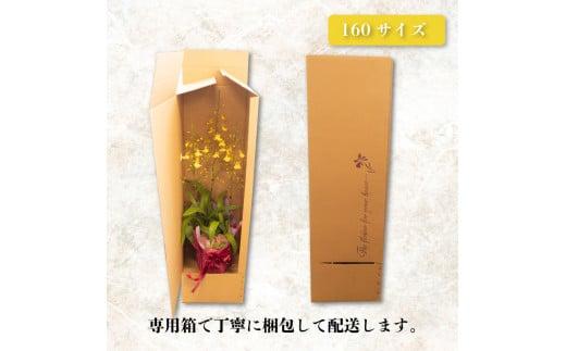 鉢植え オンシジューム ( アロハ イワナガ ) １鉢 ラッピング 有り お花 花 はな フラワー インテリア 鑑賞 洋ラン 鉢 栽培 園芸 ガーデニング 初心者向け 贈答用 プレゼント KN005