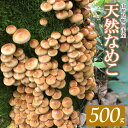 【ふるさと納税】【 2024年 令和6年 先行予約 】山形県 鶴岡市産 天然 なめこ 500g （発送時期：10月20日～12月10日頃） きのこ わかば屋