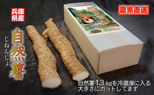 
            【11月下旬から発送開始】農家直送！朝来市産特選自然薯(じねんじょ) 1.3㎏ 数量限定 季節限定 自然薯 じねんじょ 山芋 やまいも とろろ 美容 健康 体にやさしい 滋養強壮 栄養満点
          