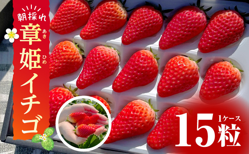 
            【2026年発送先行予約】章姫(あきひめ）イチゴ15粒×1ケース 【生産地】愛知県西尾市産・D033
          