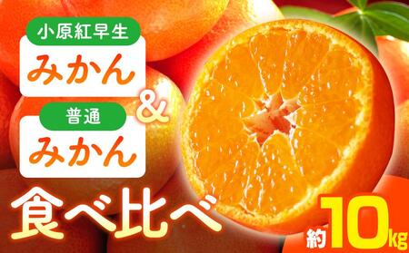 小原紅早生みかん・普通みかん　食べ比べ　約10kg【2026年11月中旬～2027年1月中旬配送】