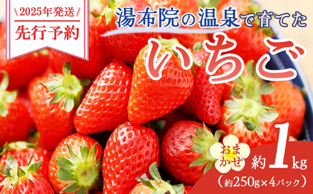 
            【2025年発送】湯布院の温泉で育てたいちご おまかせ約1kg（約250g×4パック） ｜ いちご 果物 フルーツ 旬フルーツ 苺 いちご イチゴ 人気 さがほのか ベリーツ 由布市 いちご ED01
          