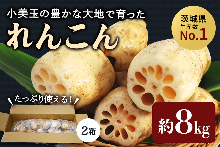 【数量限定・先行予約】＜11月中旬～12月上旬発送予定＞ 小美玉市産れんこん（2箱）約8kg 17-AD