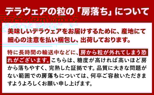 【先行予約】デラウェア ぶどう 約1kg 4〜8房 フルーツ 果物《2026年6月中旬-7月上旬頃出荷》和歌山県 岩出市 送料無料 一大産地 青果 お取り寄せフルーツ