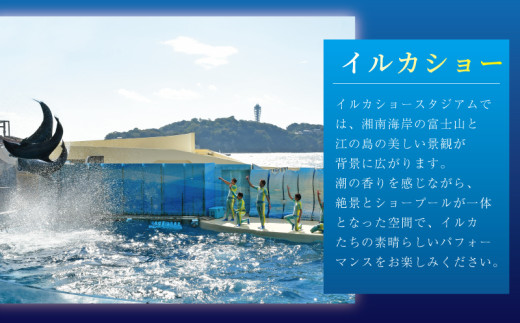 水族館 チケット 新江ノ島水族館 年間 パスポート 引換券 大人 1枚 + 小・中学生 1枚 江ノ島 江の島 えのすい 利用券 券 体験チケット イルカショー 体験型 アクティビティ 入場券 前売り券