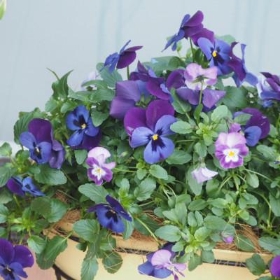 ふるさと納税 朝倉市 キリン型のアイアン鉢　ビオラ・パンジーの寄せ植え |  | 02