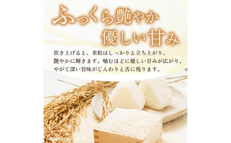 【新米】【在庫限定】令和7年産米 コシヒカリ 5kg （山崎農園）数量限定 新米 米 きぬむすめ