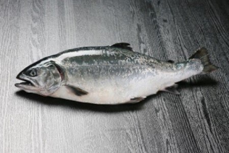 【若男水産】【極上とろける食感！淡路島サクラマス／冷凍】淡路島で育ったサーモン800g