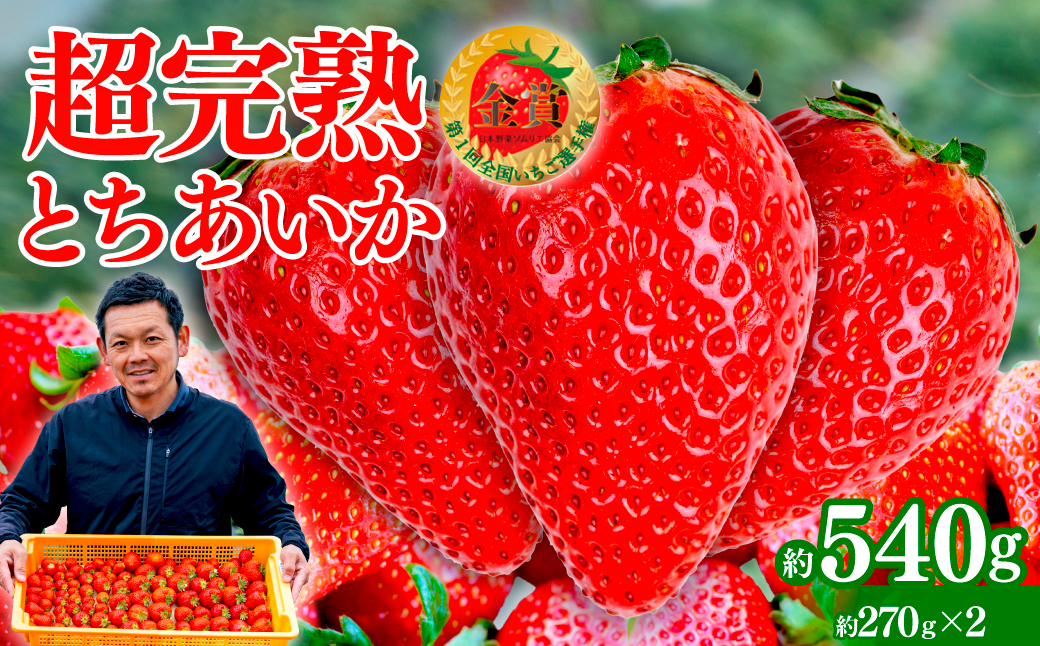 【先行受付：3月以降発送】いちご 「茂木完熟いちご」　美土里農園の朝採れ とちあいか レギュラーサイズ 約270g × 2パック 合計 約540g | いちご イチゴ 苺 とちあいか 完熟 果物 フルーツ くだもの 旬 産地直送 栃木県産 美土里農園 栃木県 茂木町
