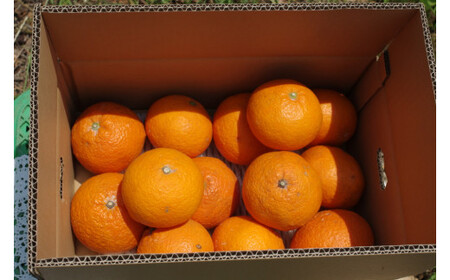 まちなが家族農園の甘夏 4kg 【2026年4月下旬～5月下旬まで順次発送予定】 国産 みかん ミカン 蜜柑 柑橘 あまなつ 甘夏 フルーツ くだもの 果物 お取り寄せ 贈り物 ギフト 佐賀県 太良町