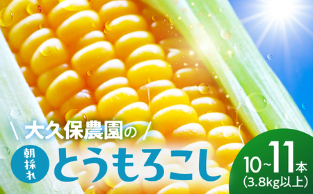 ＜先行予約＞ 朝採り とうもろこし 10本～11本 とうもろこし 冷蔵 糖度 フルーツ くらい 甘い 田原市 トウモロコシ コーン おやつ スイーツ コーンスープ にも 事前予約 旬 夏 初夏 野菜 やさい