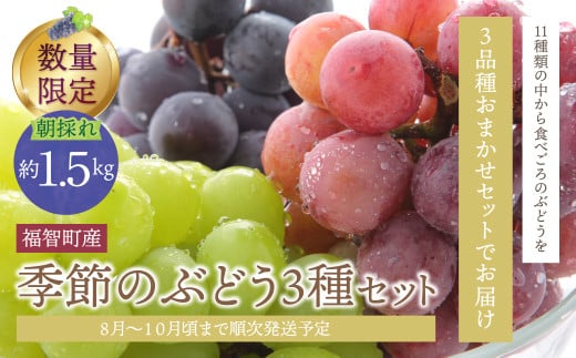 W20-03 【2026年発送】 先行予約！ 季節のぶどう3種セット 約1.5kg ぶどう 葡萄 福岡県 福智町産 果実 《 予約受付 》 フルーツ 果物 おすすめ 食べ比べ 詰め合わせ 旬 新鮮 産地直送 くだもの シャインマスカット ピオーネ クイーンニーナ ナガノパープル  マイハート マスカ・サーティーン マスカット・ノワール スカーレット 天晴  ★レビューキャンペーン開催★ 《福智町チャンス》