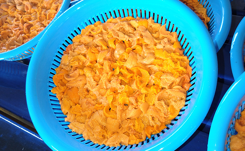 北海道 礼文島産 生うに (えぞばふんうに) 塩水パック 100g×1 生ウニ 塩水うに 魚貝類 雲丹