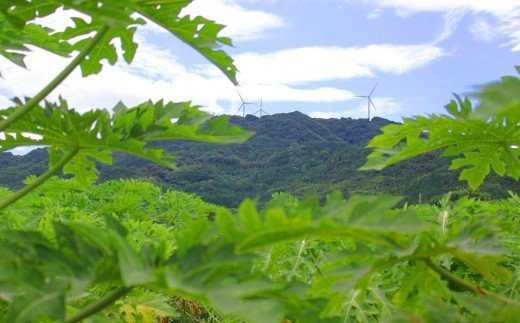 農薬・化学肥料を使わず、日照時間の多い瀬戸内海式気候の平生町で、太陽の光をたっぷりと浴びて育った茶葉を１００％使用しています！