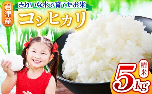 精米令和7年産 コシヒカリ 5kg 精米 きれいな水で育てたお米 2週間以内に発送 | 保坂農場 名水 おいしい水 ちばエコ農産物 おにぎり お弁当 君津市産 イチオシ 千葉 君津市 きみつ 房総