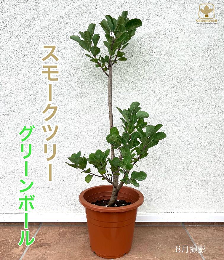 【ふるさと納税】B-024 けむりの木 スモークツリー「グリーンボール」（7号鉢植）　※沖縄・離島への配送不可