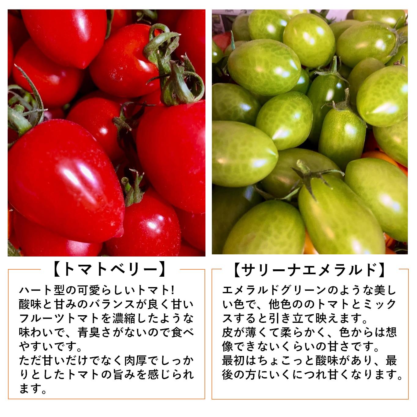＜2025年7月上旬よりお届け＞【農園直送】北海道壮瞥産　彩りミニトマト約2.7kg SBTO004
