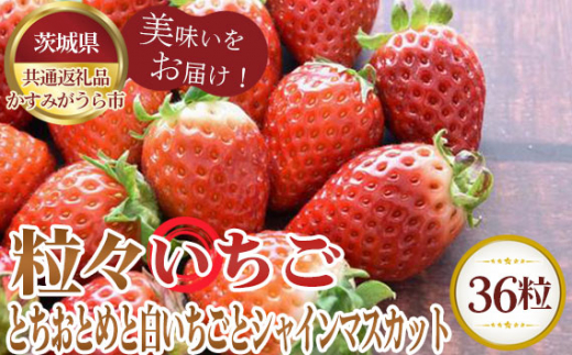 
No.363 粒々いちご36粒　とちおとめと白いちごとシャインマスカット【茨城県共通返礼品 かすみがうら市】 ／ 旬 新鮮 苺 イチゴ 葡萄 ブドウ 果物 フルーツ 茨城県 特産品
