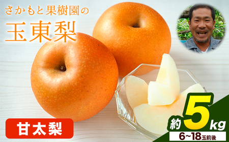 さかもと果樹園の玉東梨 甘太梨 約5kg (6玉-18玉前後) 《9月中旬-10月上旬頃出荷》【日付指定・品種指定不可】 熊本県玉名郡玉東町 ｜なし フルーツ ナシ 果物 熊本県梨 玉東町梨