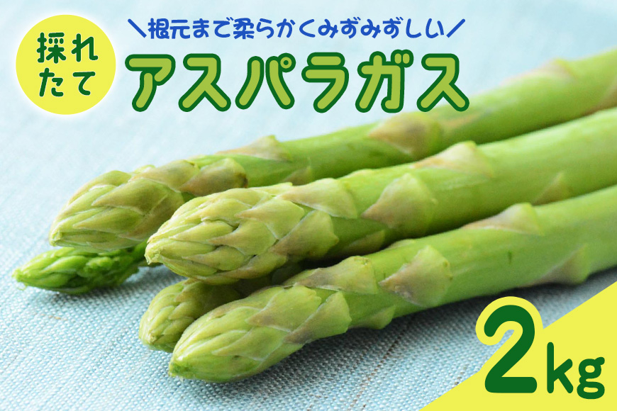 
                  【先行予約】 アスパラガス 2kg 野菜 採れたて 新鮮 アスパラ 産地直送 国産 茨城県 那珂市 【2026年5月～9月に順次発送予定】
                