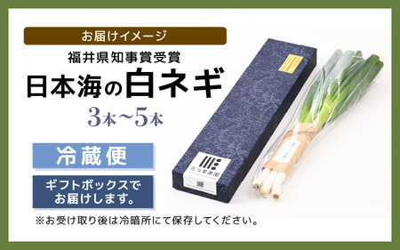 【期間限定】福井県知事賞受賞！日本海の白ネギ（ギフト箱） 3本～5本 【長ネギ 長ねぎ 葱 長葱 白葱 野菜 鍋 贈答 ギフト 】 [A-2610]