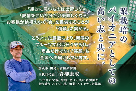 【2026年先行予約】新潟特産 幻の洋梨ル・レクチェ 家庭用 4kg（9～11玉）《11月下旬～順次発送》 青柳果樹園