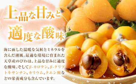 天草産 びわ 6パック 贈答用 高橋商店《5月中旬-6月中旬頃出荷》熊本県 苓北町 フルーツ 枇杷 柑橘 果物【配送不可地域あり】