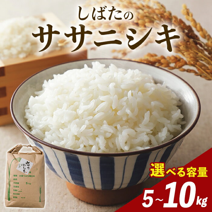 【ふるさと納税】【令和7年産】＜選べる！＞しばたのササニシキ 精米 5kg～10kg 柴田町産 お米 おこめ 米 コメ 白米 ご飯 ごはん おにぎり お弁当 ささにしき【しばたの未来株式会社】sh138・sh139