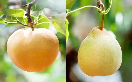 あたご梨・鴨梨（ヤーリー）詰合せ 2玉 合計約2kg 贈答箱 なし 梨 愛宕梨 ナシ 果物 フルーツ 果実 岡山県 倉敷市【2026年11月下旬～12月下旬迄順次発送予定】