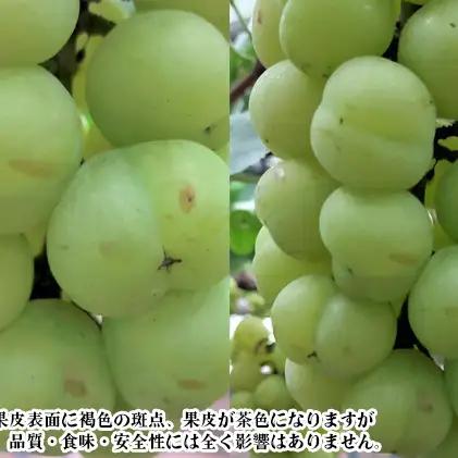 ぶどう 2026年 先行予約 桃太郎 ぶどう 1房 500g前後 ブドウ 葡萄  岡山県産 国産 フルーツ 果物 ギフト デザート 食後 種なし 皮ごと 