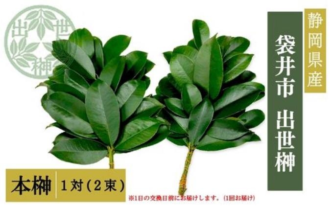 
                  袋井市　出世榊　本榊　純国産　1対（2束）※1日交換に間に合うように配送　榊 さかき サカキ 神棚 お供え 国内産 日持ち 大きい 艶やか 静岡県
                