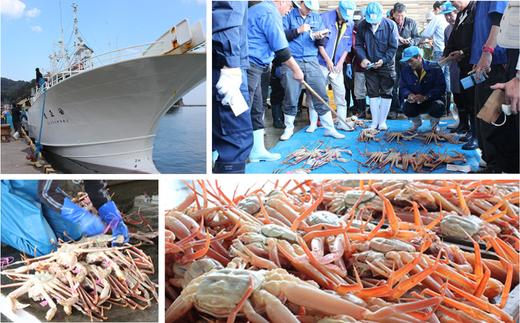 【柴山産 活け タグ付 柴山ガニ 生 800g以上 1匹 冷蔵】水揚げの関係上、配達日の指定はできません 香住で水揚げされた新鮮な活松葉ガニをお届け カニの本場 香住 新鮮 国産 鍋 かにすき 脚 足