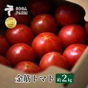 【ふるさと納税】【2024年6月発送】SOGA FARM　金筋トマト 2024年 先行予約 トマト 野菜 とまと 新潟　【 新潟市 】　お届け：2024年6月上旬～6月下旬