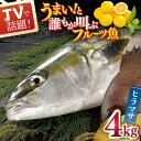 【ふるさと納税】ヒラス（ヒラマサ） 平戸なつ香 約4kg 平戸市 / 坂野水産 [KAA001] 鮮魚 魚介 夏香 みかん オレンジ レシピ付き ひらす ひらまさ ヒラス ヒラマサ 鮮魚 刺身