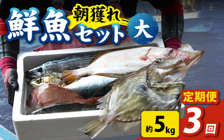 【3回お届け】【朝獲り】 鮮魚セット (大) 5種類以上 約5kg 魚 詰め合わせ 鮮魚ボックス 漁港直送 鮮魚