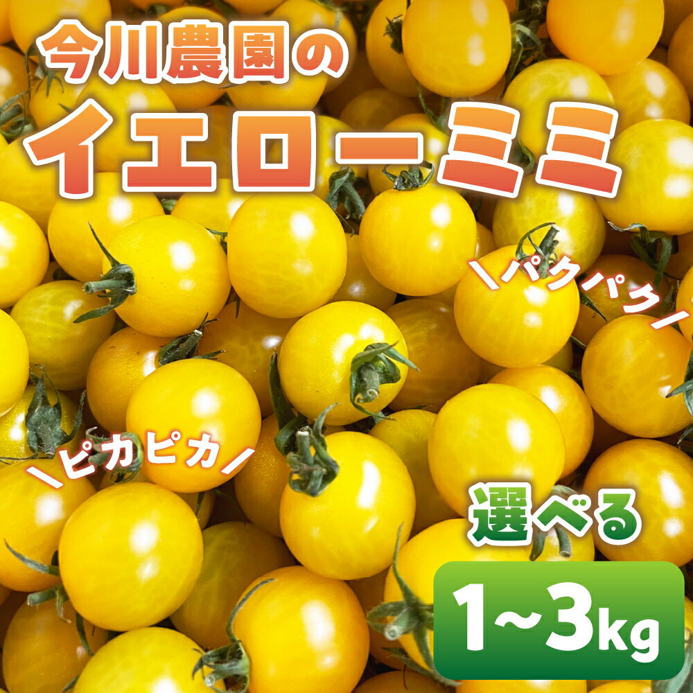 【ふるさと納税】【先行予約】今川農園のミニトマト イエローミミ 選べる1～3kg 先行予約受付 期間限定 季節限定 野菜 国産 完熟 やさい フルーツ トマト 完熟 千果 ミニトマト イエロー プチトマト イエロートマト プチ お弁当 贈り物 おやつ サラダ 送料無料 産地直送