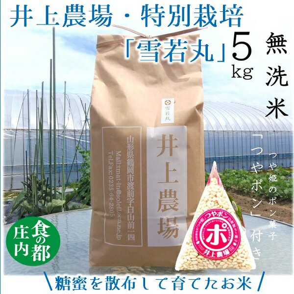 【ふるさと納税】食の都庄内　井上農場の【無洗米（精米）】特別栽培米雪若丸5kg　つやポン付（産直出前便）