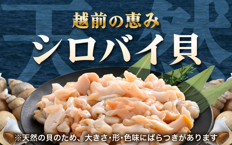 【先行予約】越前町産 天然 シロバイ貝むき身（加熱用・下処理済み）150g×3袋（計450g）【2026年11月中旬より順次発送】【冷凍 小分け バイ貝 エッチュウバイ 海鮮 貝類 福丸】 [e15-