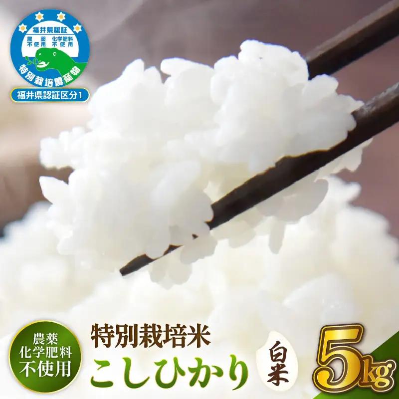 新米【令和8年産 】 特別栽培米コシヒカリ5kg 農薬化学肥料不使用（白米）【10月中旬以降発送】 [e81-b003_01]