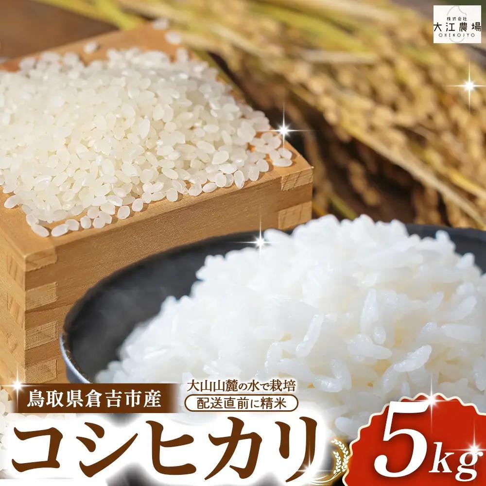 ※通常配送【数量限定】【令和7産米】倉吉市産 コシヒカリ 5kg （ 精米 米 白米 こしひかり ）