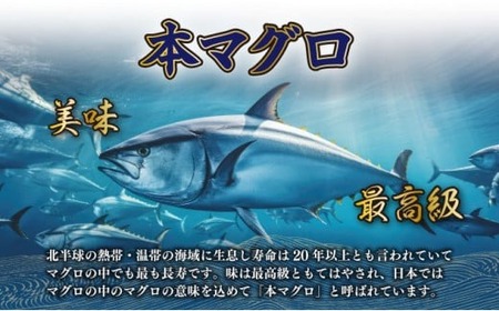 【ふるなびWEEK対象】厳選天然本マグロ 中トロ 赤身600g | マグロマグロマグロマグロ
