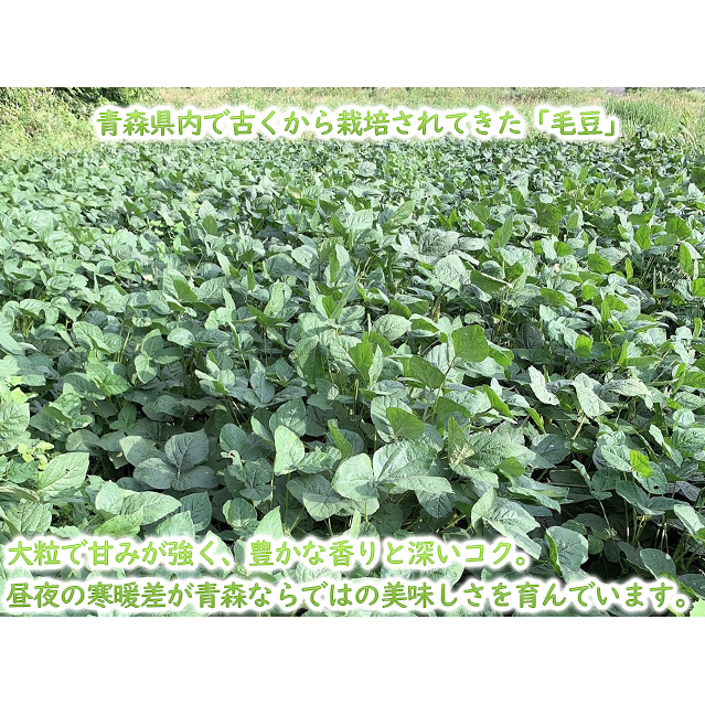【 2025年産 数量限定 】青森の定番 毛豆 約1kg【 9月 クール便発送 】青森県鰺ヶ沢町産 ※オンライン決済のみ 野菜 枝豆 大粒 甘みが強い 豊かな香り コク ほっくり おつまみ 料理 お弁