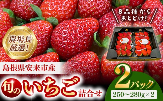 
                  【先行予約】農場長厳選の美味しいいちご 約500g【 2パック 苺 詰め合わせ いちご イチゴ 果物 フルーツ 甘味 甘酸っぱい かおり野 紅ほっぺ よつぼし スターナイト すず あまえくぼ マロンベリー はるひ デザート 島根県 安来市産 安来市】【11-MS-16】
                
