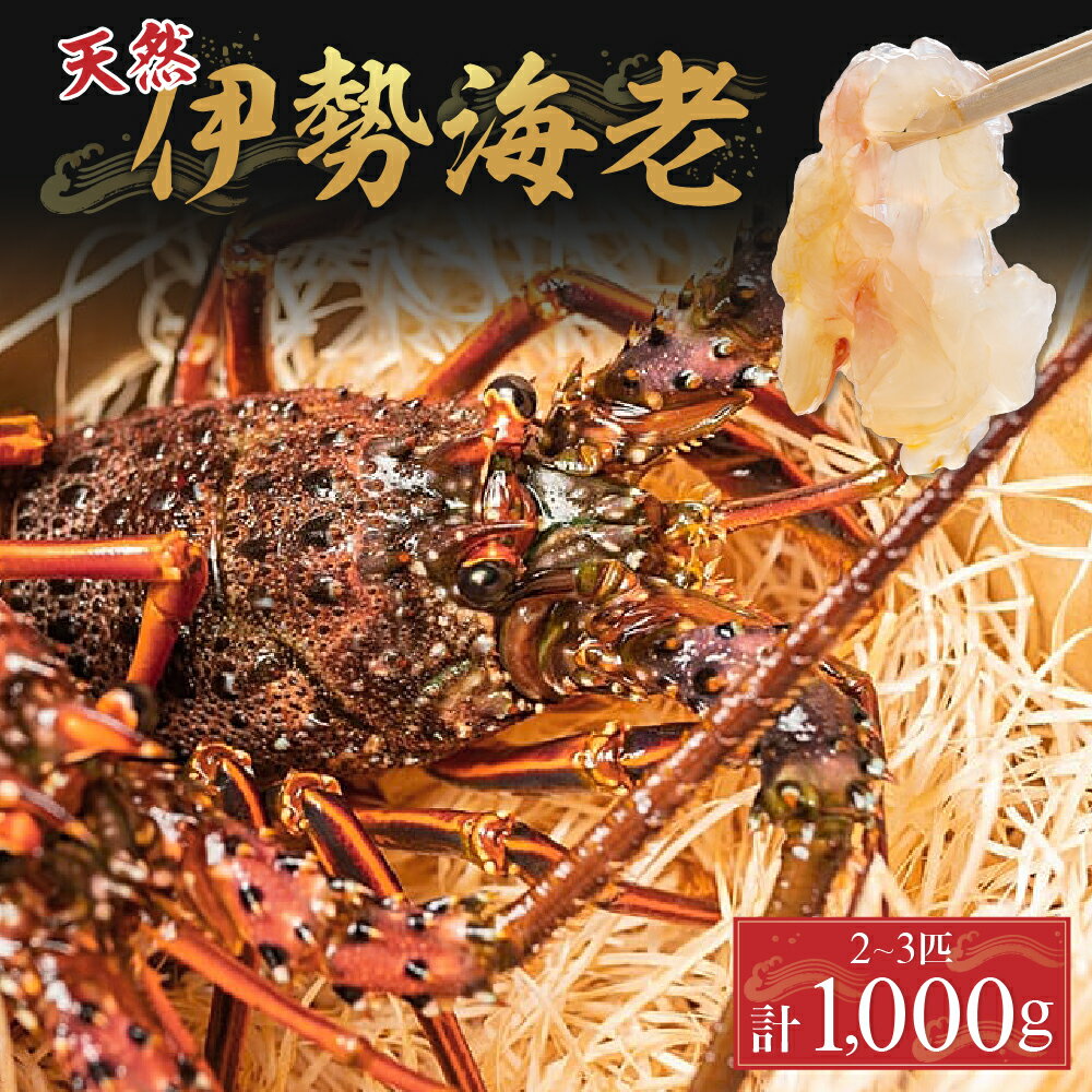 【ふるさと納税】漁港直送！四万十町産の天然伊勢海老2～3匹（計1000g）Dns-13 海鮮 魚介類 伊勢海老 伊勢エビ いせえび 海老 エビ ギフト 贈答