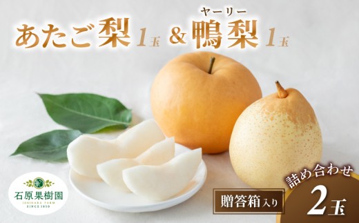 梨 詰め合わせ あたご梨1玉 ヤーリー梨1玉 計2玉 贈答箱 赤秀 岡山県産 | 愛宕梨 ヤーリー梨 鴨梨 梨 特選品 上級品 贈り物 御歳暮 果物 くだもの フルーツ 石原果樹園 【ishk021-01】