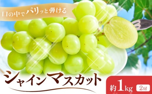 【2026年先行予約】シャインマスカット 約1kg(2房) Kazu Farm《2026年9月上旬-10月中旬頃出荷》 岡山県 浅口市 岡山県産 ぶどう フルーツ 果物 くだもの 送料無料