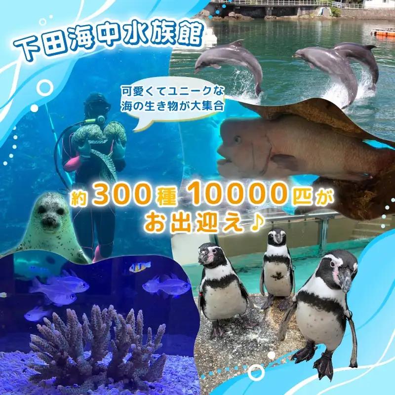 【下田海中水族館】ペア入場券 [水族館 イルカ]