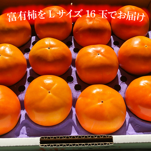 【2026年10月下旬より順次発送】【数量限定】富有柿 L 16玉【茨城県共通返礼品/石岡市】（IU-9）