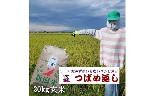 【令和8年産米予約受付中】おかずのいらないコシヒカリ「つばめ返し」玄米30kg FC068005
